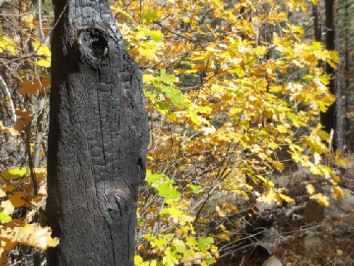 Burn scars from the 2000 fire