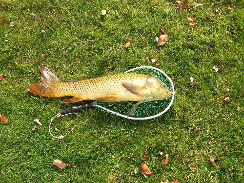 Big ugly fish!
