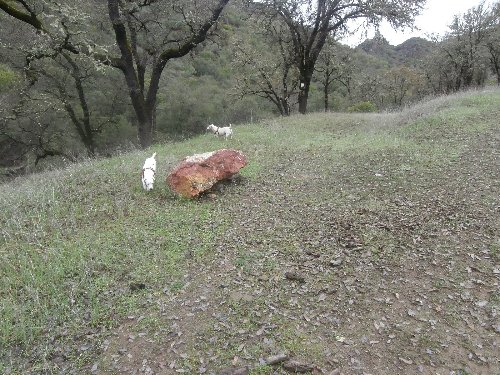 4 pink rock.JPG