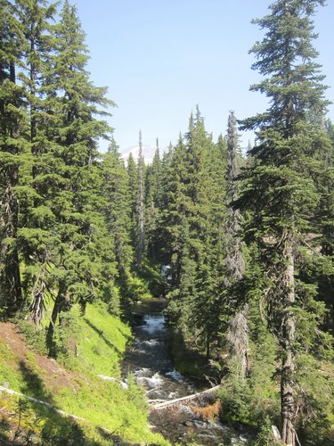 View up Falls Creek, N. Sister