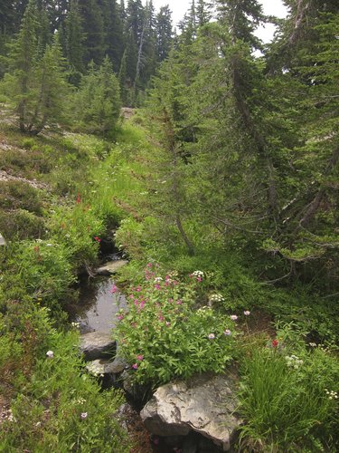 Flower Garden