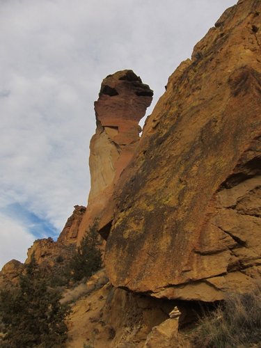 Monkey Face from below