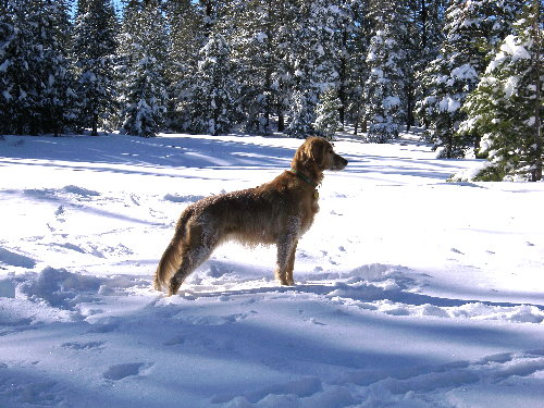 Zoey in the Snow