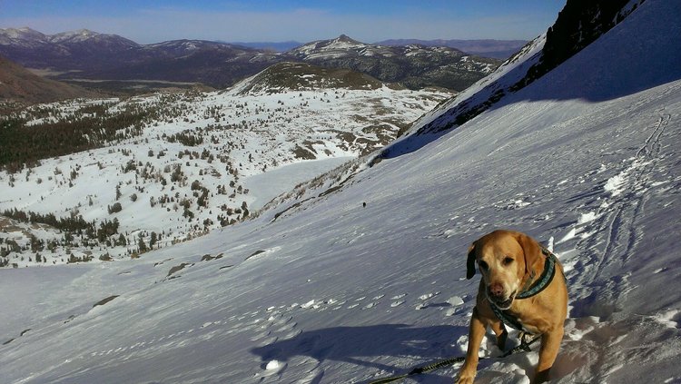 The previous afternoon, the dogs and I had hiked to Winnemucca Lake and then ascended this slope to gain Round Top's West Ridge Route near its top.  Marley, the Kelpie, is the black dot downslope.  She is 12 now and sometimes has a little trouble keeping up lately. I use a skijoring belt, sled dog harnesses, and sled dog bungee rope to tether them to me hands free.  Dylan is 11, but rarely falls behind (yellow and black rope seen here connected to my skijoring belt).