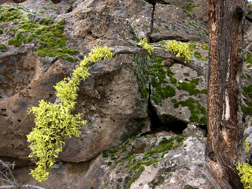 After juniper, sage, and various grasses and other brush species lichen is the dominate life form
