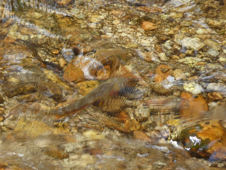 Golden Trout in South Fork Kern River