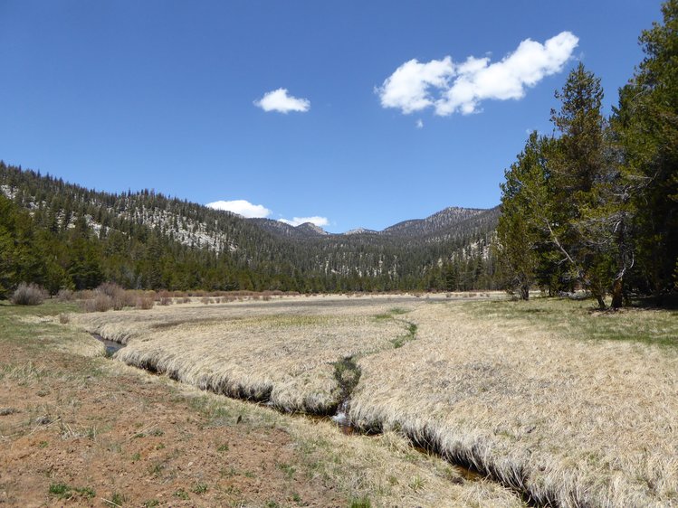 Salt Lick Meadow