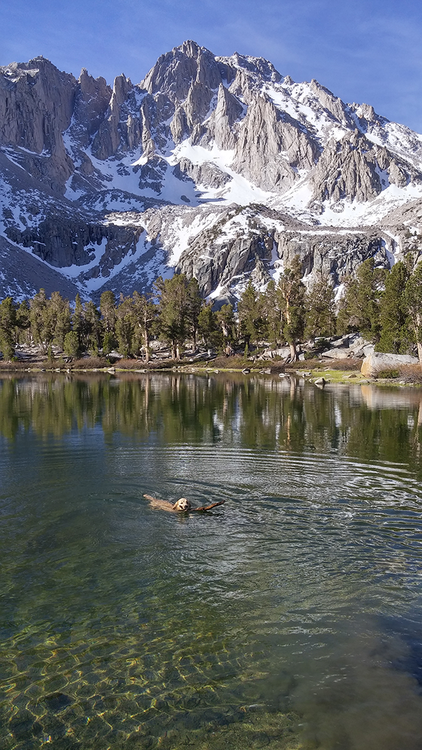 Stella swimming in lake east of Matlock.