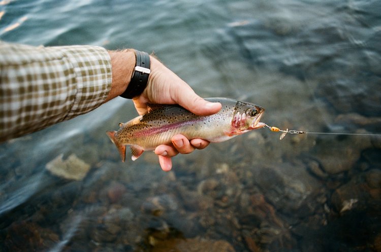 Golden Cutthroat Hybrid.JPG