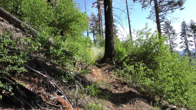 Trail just below the overlook
