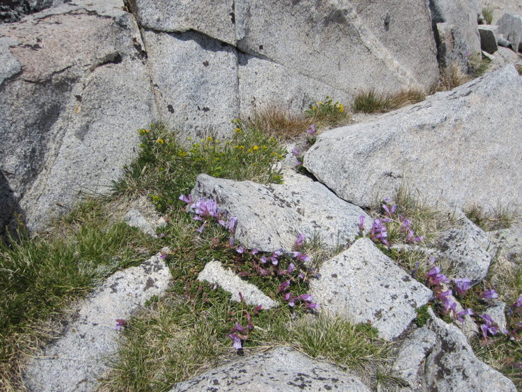 flowers at Blue Lake Pass