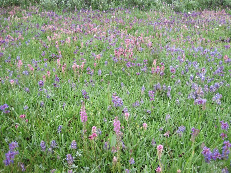 More Flowers