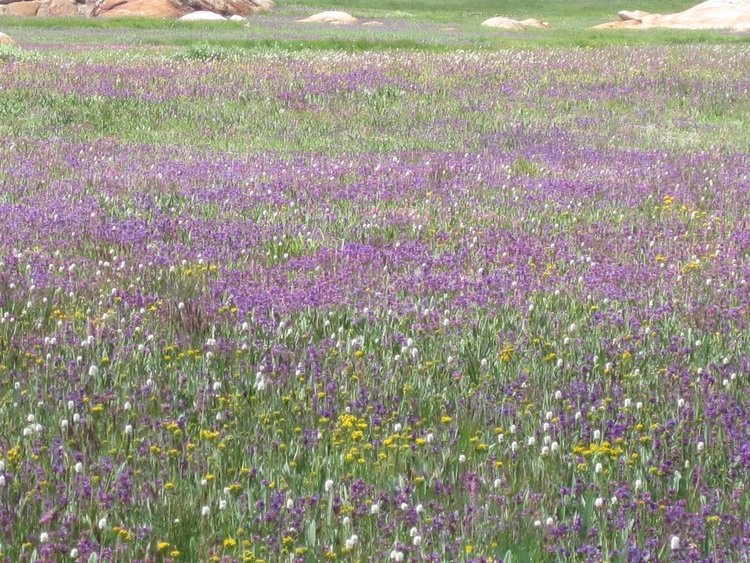 Yet more flowers