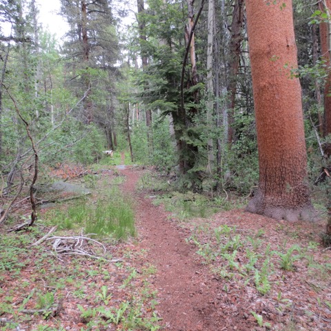Bear Creek Trail