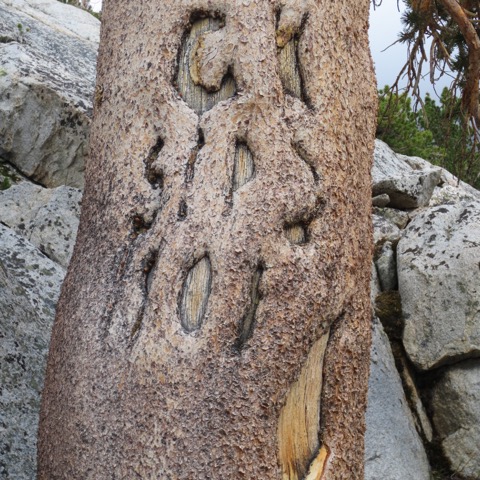 cool tree along the &quot;trail&quot;