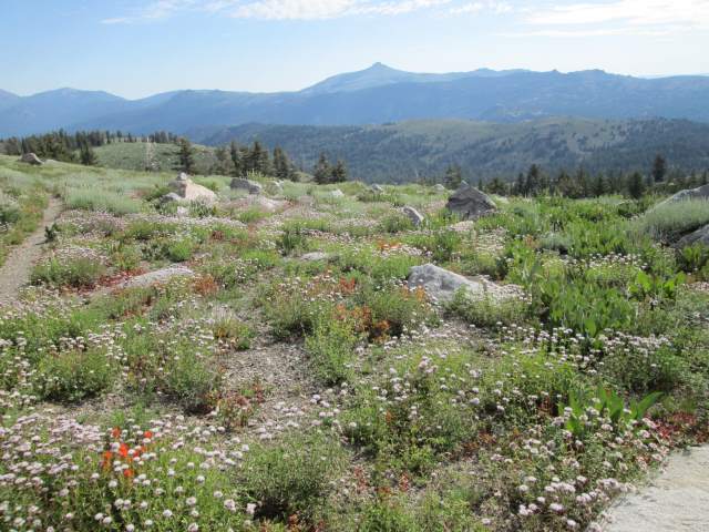 Mokelumne Wilderness wildflowers