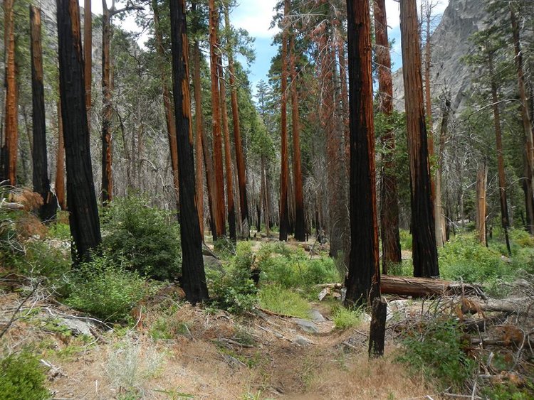 burned_trees.jpg