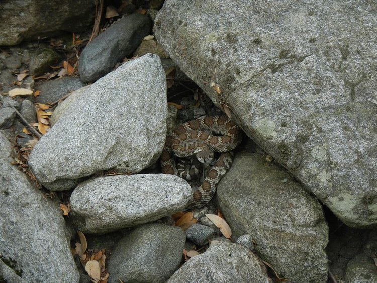 rattler.jpg