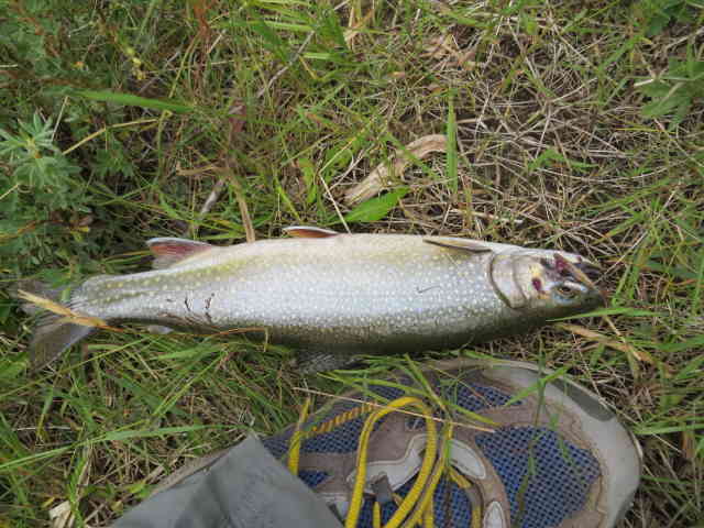 Lake trout