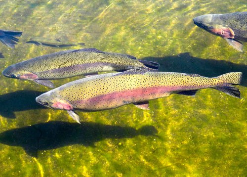 rainbow-trout-_rb0971.jpg