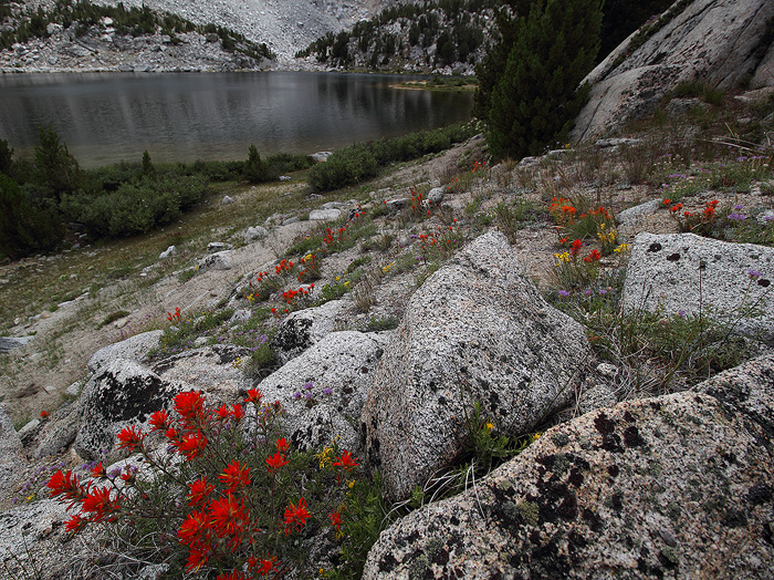 Tyee Lake Garden