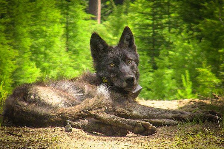 Two Wolves Found Dead in Oregon Raise Poaching Suspicions