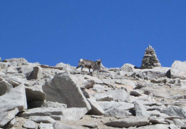 Bighorn Sheep below summit of Mt Langley (#1)