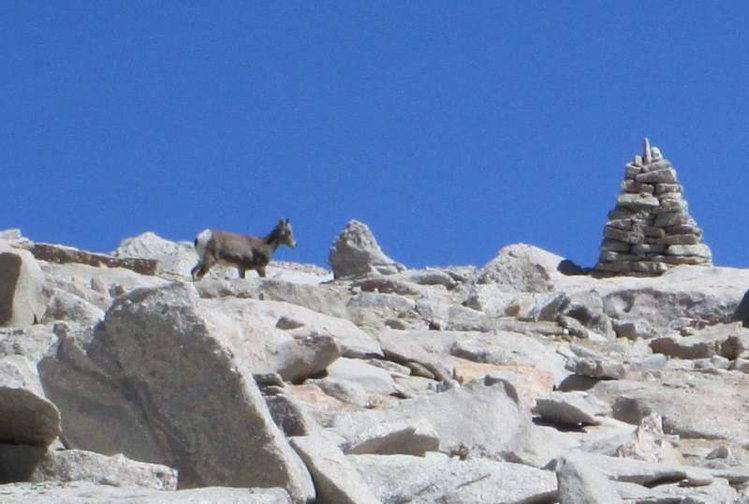Bighorn Sheep below summit of Mt Langley (#2)