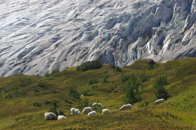 mountain goats and Exit Glacier