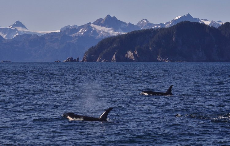 There were more orcas, but I chose this shot for the mountains in the background.
