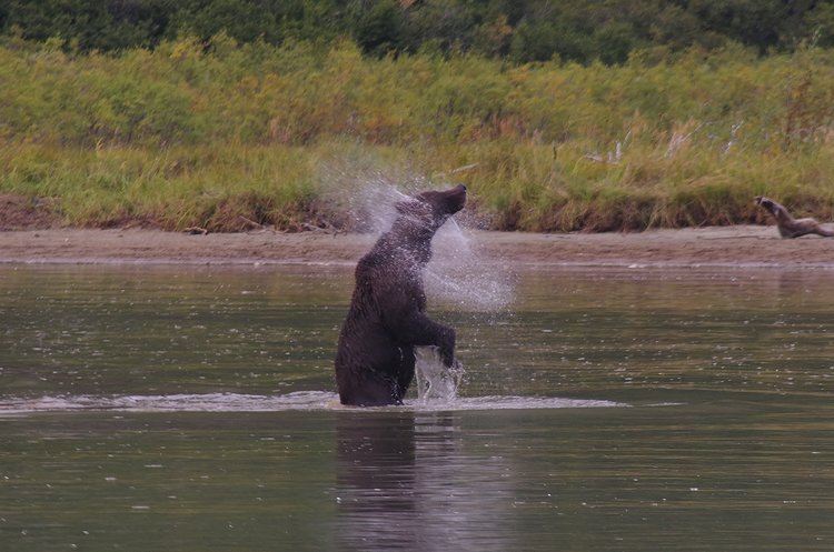 one of the larger bears we saw at Crescent Lake (Lake Clark NP)