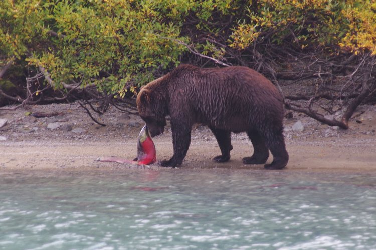The bears would sometimes play with their prey.