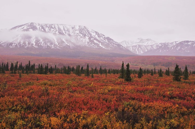 fall colors in Denali NP