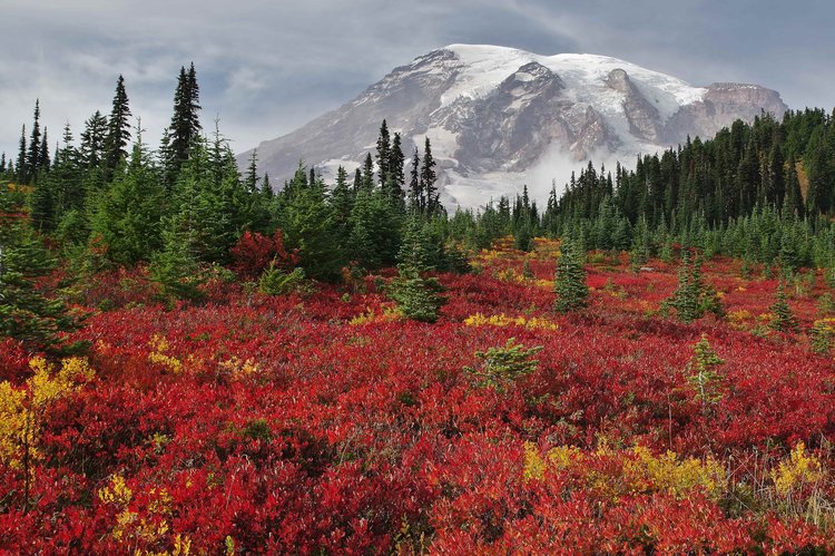 fall colors near the Paradise parking lot