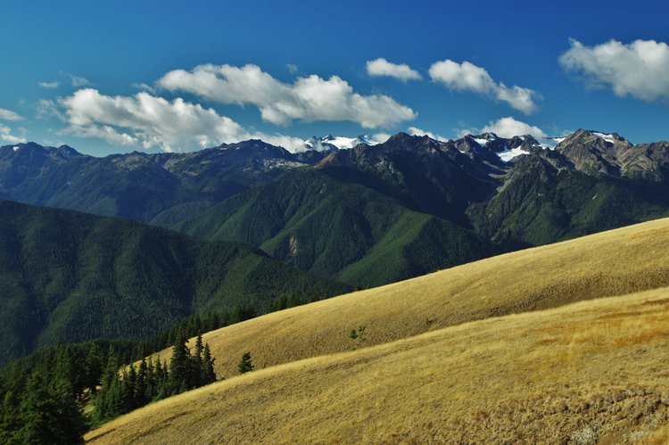 Olympic Mountains and Blue Glacier from Hurricane Ridge