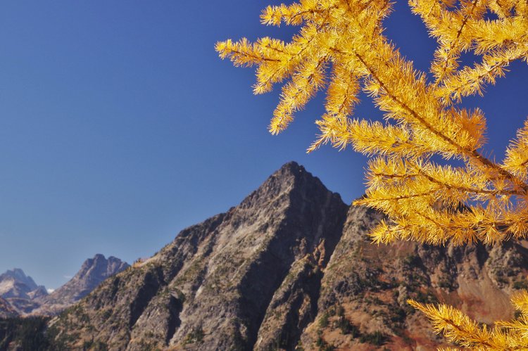 fall colors on larch trees