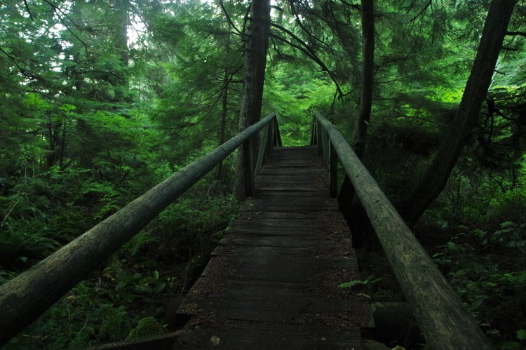 on the way to Shi Shi Beach a little before entering Olympic NP
