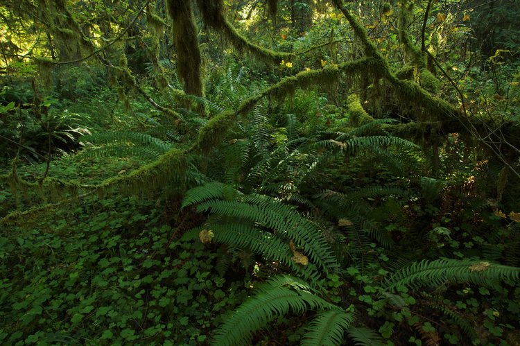 Hoh Rainforest