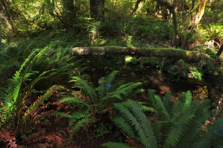 Hoh Rainforest