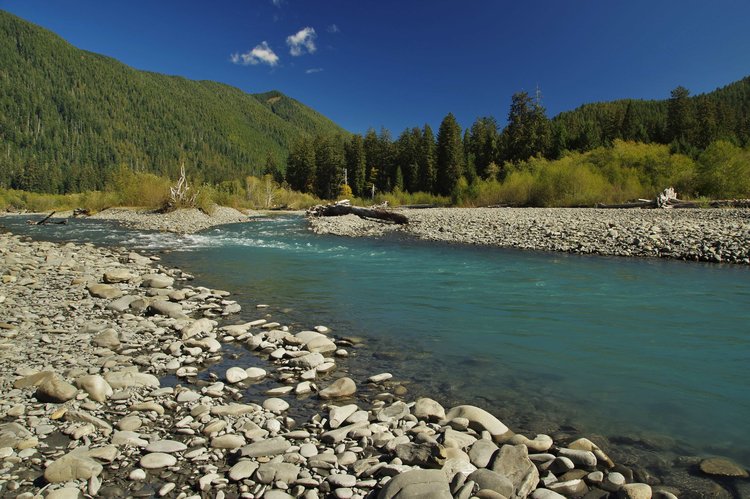 Hoh River carrying rock flour from the glaciers as seen from one of the trails in the Hoh Rainforest