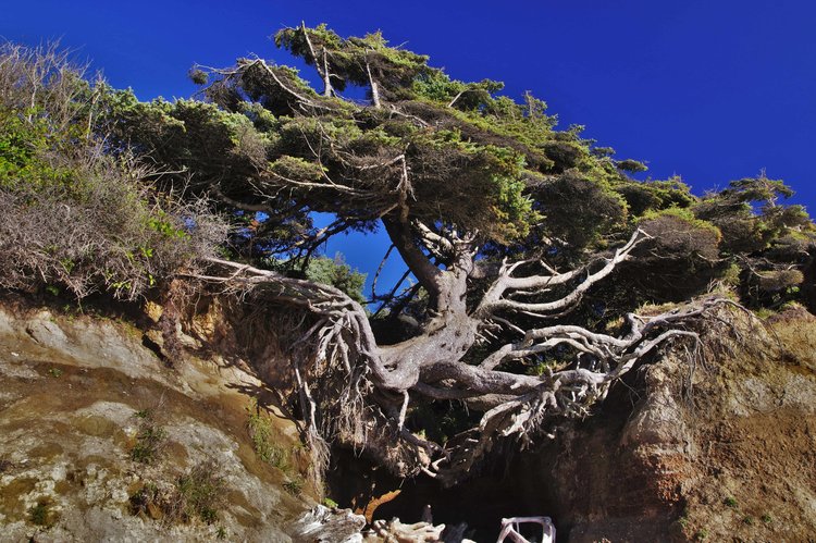 Kalaloch Tree Cave