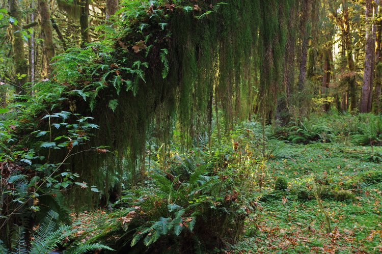 Quinalt Rainforest