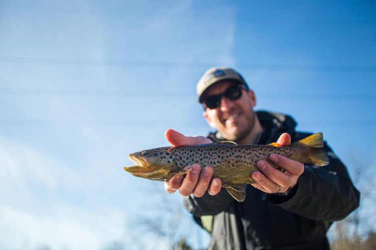 brown trout.jpg