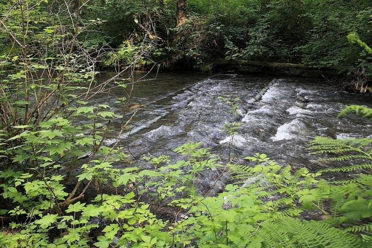 In this undated photo provided by NOAA Fisheries, underwater antennas are visible stretching across the Little River, a tributary of the Elwha River in Washington state, where they track fish as part of intensively monitored watershed studies to determine how the fish respond to habitat restoration.(John McMillan/NOAA Fisheries)