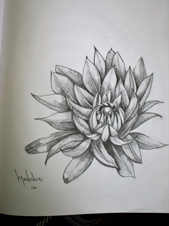 dudleya.jpg