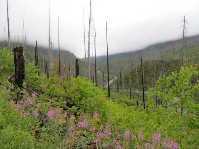 Glacier NP 2015 017_opt.jpg