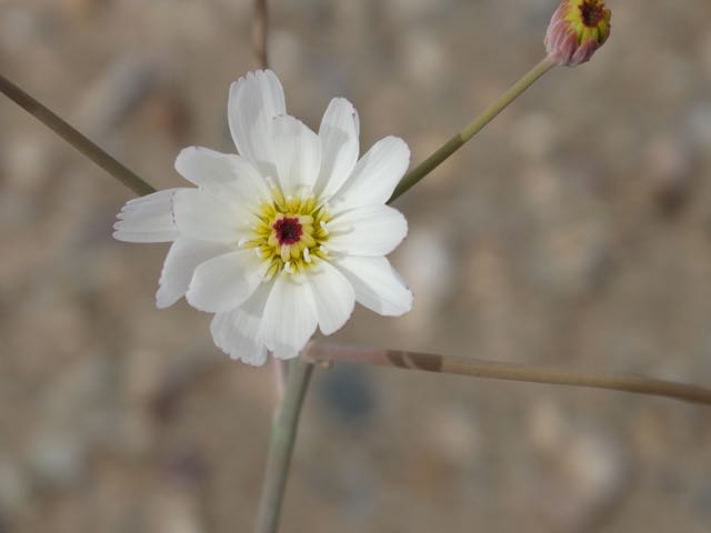 DSC08435.jpg