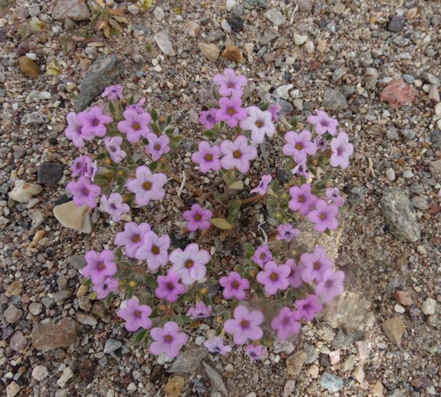 DSC08463.jpg