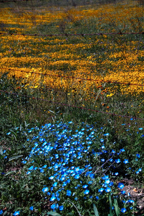 Carrizo Flowers