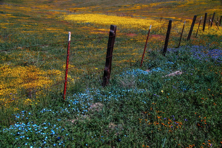 Carrizo Flowers